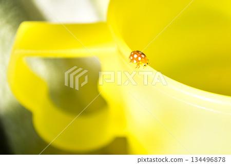 Cream spot ladybird, white spotted orange ladybug walking on a leaf 134496878