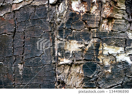 The natural texture of the tree bark is burnt black with white inclusions The natural texture of the tree bark is burnt black with white inclusions 134496890