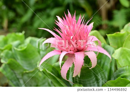 鳳梨科（Aechmea） 134496892