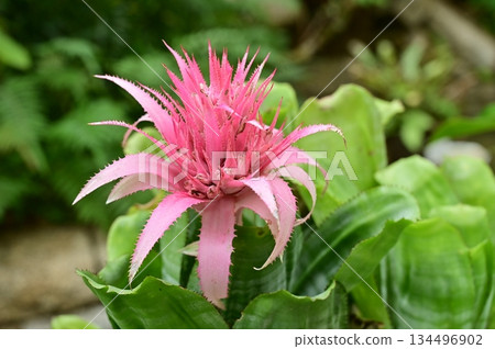 鳳梨科(Aechmea) 鳳梨科(Aechmea) 134496902