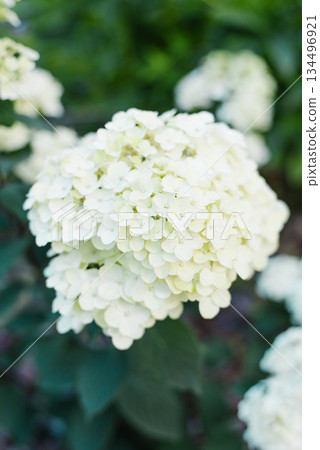 White panicle hydrangea Framboisine at early blooming stage White panicle hydrangea Framboisine at early blooming stage 134496921