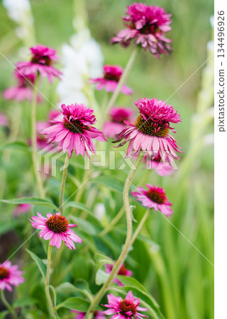 Echinacea Double Decker blooming in garden Echinacea Double Decker blooming in garden 134496926