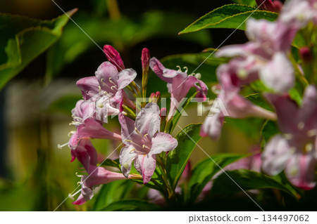 Weigela Bristol Ruby red flowers - Latin name - Weigela florida Bristol Ruby 134497062