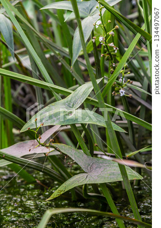 The wild aquatic plant Sagittaria sagittifolia grows in slow-flowing water The wild aquatic plant Sagittaria sagittifolia grows in slow-flowing water 134497067