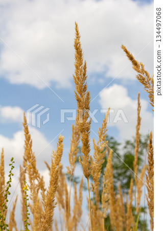 Inflorescence of wood small-reed Calamagrostis epigejos on a meadow Inflorescence of wood small-reed Calamagrostis epigejos on a meadow 134497068