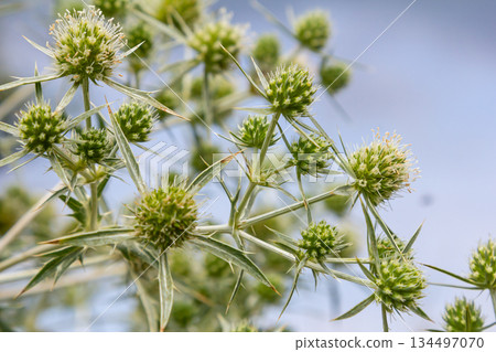 In the wild grows a thistle Eryngium Campestre, known as field eryngo. It is a species of Eryngium, which is used medicinally In the wild grows a thistle Eryngium Campestre, known as field eryngo. It is a species of Eryngium, which is used medicinally 134497070