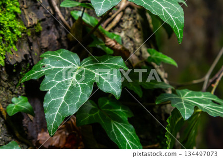 Fresh bright green leaves of ivy Hedera helix on grey-brown tree bark Fresh bright green leaves of ivy Hedera helix on grey-brown tree bark 134497073