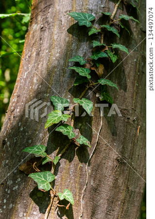 Fresh bright green leaves of ivy Hedera helix on grey-brown tree bark Fresh bright green leaves of ivy Hedera helix on grey-brown tree bark 134497074