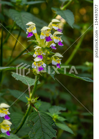 Summer among the wild herbs blossoms of nettle Galeopsis speciosa 134497077