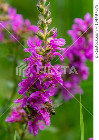 Purple loosestrife Lythrum salicaria inflorescence. Flower spike of plant in the family Lythraceae, associated with wet habitats 134497078