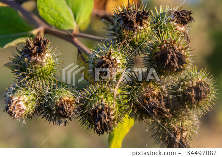 fresh leaves and purple flowers of Arctium lappa plant 134497082