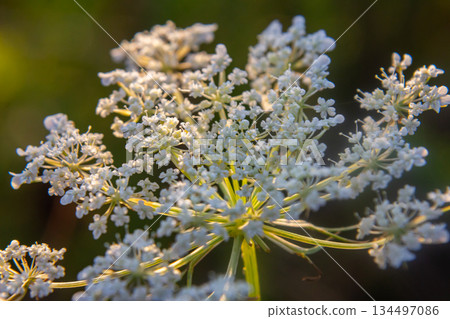 Daucus carota known as wild carrot blooming plant 134497086