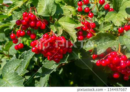 Viburnum ordinary , or Viburnum red Viburnum opulus is a deciduous woody plant in autumn 134497087