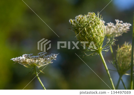 Daucus carota known as wild carrot blooming plant Daucus carota known as wild carrot blooming plant 134497089