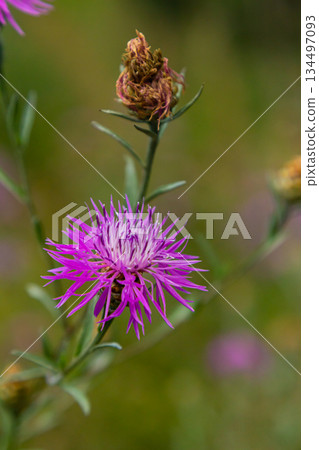 Blooming meadow knapweed, Centaurea jacea, on the meadow 134497093