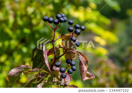 Cornus sanguinea is a perennial plant of the sod family. A tall shrub with small flowers and black inedible berries. Turf-well is grown as an ornamental plant 134497102