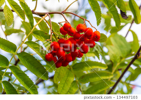 A bunch of red rowan berries on a tree A bunch of red rowan berries on a tree 134497103