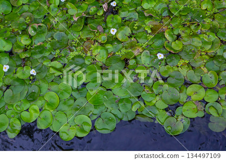 Hydrocharis morsus-ranae, frogbit, is a flowering plant belonging to the genus Hydrocharis in the family Hydrocharitaceae. It is a small floating plant resembling a small water lily 134497109