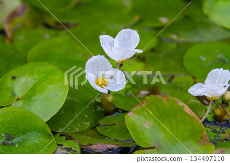 Hydrocharis morsus-ranae, frogbit, is a flowering plant belonging to the genus Hydrocharis in the family Hydrocharitaceae. It is a small floating plant resembling a small water lily 134497110