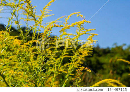 Canadian goldenrod, cluster of small yellow flower heads, close up. Solidago canadensis or brendiae is an ornamental perennial herb, herbaceous flowering plant of the family Asteraceae, Compositae Canadian goldenrod, cluster of small yellow flower heads, close up. Solidago canadensis or brendiae is an ornamental perennial herb, herbaceous flowering plant of the family Asteraceae, Compositae 134497115