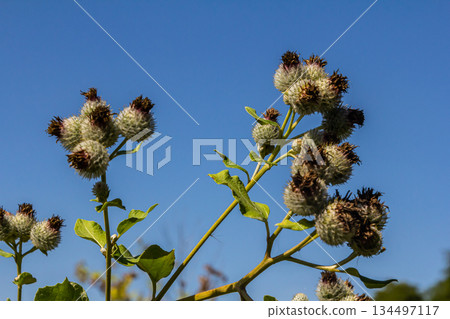 Arctium tomentosum, commonly known as the woolly burdock is a species of burdock belonging to the family Asteraceae 134497117