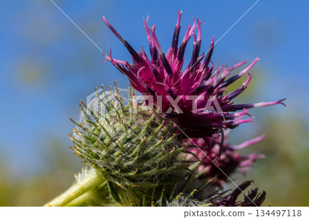 Arctium tomentosum, commonly known as the woolly burdock is a species of burdock belonging to the family Asteraceae Arctium tomentosum, commonly known as the woolly burdock is a species of burdock belonging to the family Asteraceae 134497118
