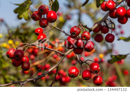 clusters of red fruits Crataegus coccinata tree close up 134497132