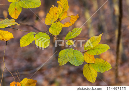 Autumn coloured beech leaves on a grey background in a forest. Autumn nature Autumn coloured beech leaves on a grey background in a forest. Autumn nature 134497155