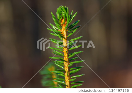 Wet Spruce Branch With Drops Of Water Glistening. Spruce Twig With Water Drop After Rain. Selective focus 134497156