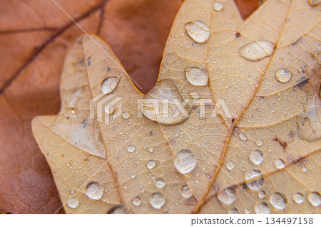 Early pearl dew drops on autumn dry oak leaves in sunny day Early pearl dew drops on autumn dry oak leaves in sunny day 134497158
