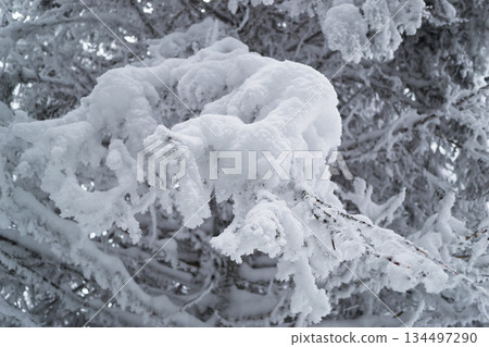 Spruce branches in the snow Spruce branches in the snow 134497290