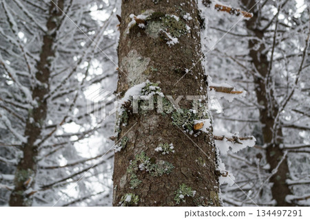 Spruce branches in the snow Spruce branches in the snow 134497291