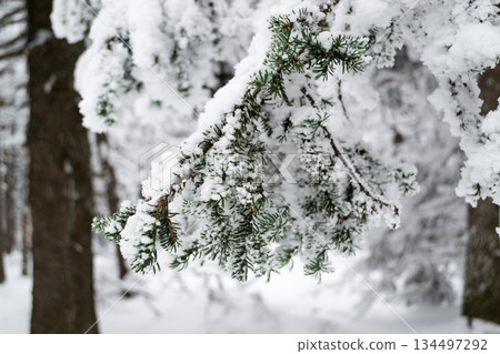 Spruce branches in the snow 134497292