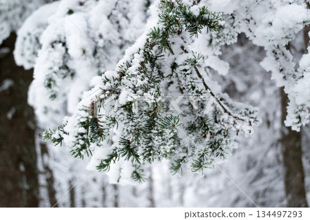 Spruce branches in the snow Spruce branches in the snow 134497293