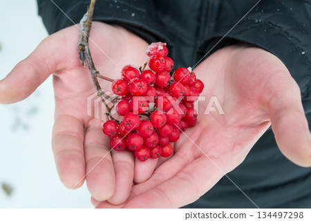 Rowan berries on the palm of a young man in winter Rowan berries on the palm of a young man in winter 134497298