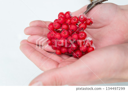 Rowan berries on the palm of a young man in winter Rowan berries on the palm of a young man in winter 134497299