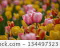Pretty pink and yellow tulips blooming in a spring park 134497323
