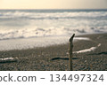 A scene of driftwood stuck in a quiet sandy beach and white waves crashing on the shore 134497324