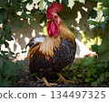A splendid red-crested rooster standing proudly among the greenery of the garden 134497325