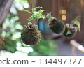 A cool summer garden scene with moss balls of fern plants hanging under the eaves 134497327