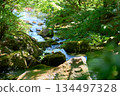 A beautiful Japanese garden with fresh greenery and clear water flowing between moss-covered rocks 134497328