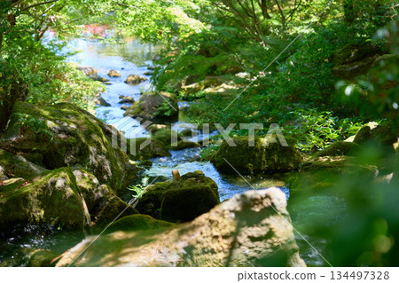 A beautiful Japanese garden with fresh greenery and clear water flowing between moss-covered rocks 134497328