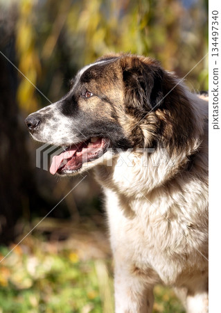 Bulgarian Shepherd, Karakachan Dog Portrait 134497340
