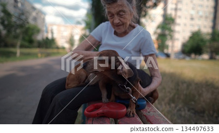 Animal theme is a lonely old woman best friend. Caucasian 90 years old senior female is happy to spend time with her pet small dachshund dog, holding her in her arms, hugging hugs and kisses outdoor 134497633