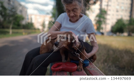 Animal theme is a lonely old woman best friend. Caucasian 90 years old senior female is happy to spend time with her pet small dachshund dog, holding her in her arms, hugging hugs and kisses outdoor 134497669