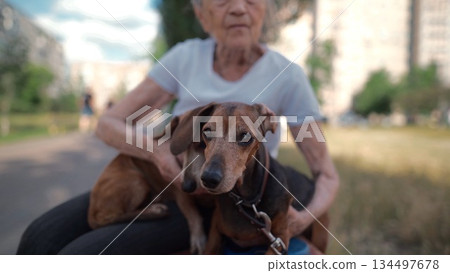 Animal theme is a lonely old woman best friend. Caucasian 90 years old senior female is happy to spend time with her pet small dachshund dog, holding her in her arms, hugging hugs and kisses outdoor Animal theme is a lonely old woman best friend. Caucasian 90 years old senior female is happy to spend time with her pet small dachshund dog, holding her in her arms, hugging hugs and kisses outdoor 134497678