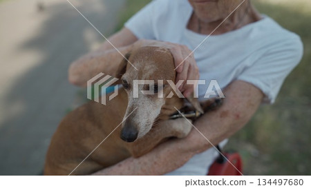 Animal theme is a lonely old woman best friend. Caucasian 90 years old senior female is happy to spend time with her pet small dachshund dog, holding her in her arms, hugging hugs and kisses outdoor 134497680