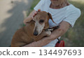 Happy senior woman holds a small dachshund dog in her arms, smiles hugs, presses and shows love to her pet on a bench in the park. Female 90 years old spends time with her best friend pet on street 134497693