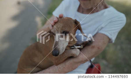 Happy senior woman holds a small dachshund dog in her arms, smiles hugs, presses and shows love to her pet on a bench in the park. Female 90 years old spends time with her best friend pet on street 134497693