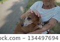 Happy senior woman holds a small dachshund dog in her arms, smiles hugs, presses and shows love to her pet on a bench in the park. Female 90 years old spends time with her best friend pet on street 134497694